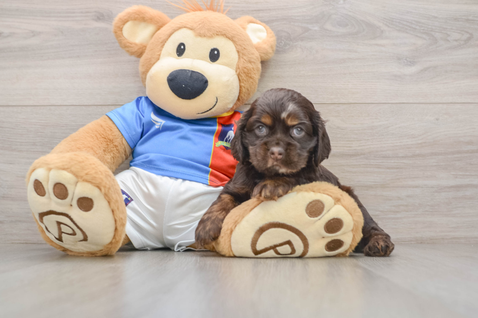 Best Cocker Spaniel Baby