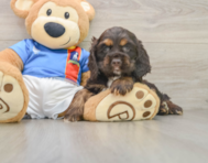 7 week old Cocker Spaniel Puppy For Sale - Simply Southern Pups
