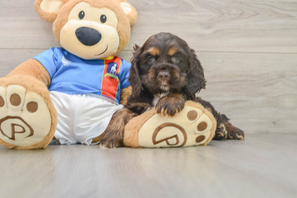 Cocker Spaniel Puppy for Adoption