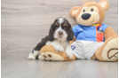 Cocker Spaniel Puppy for Adoption