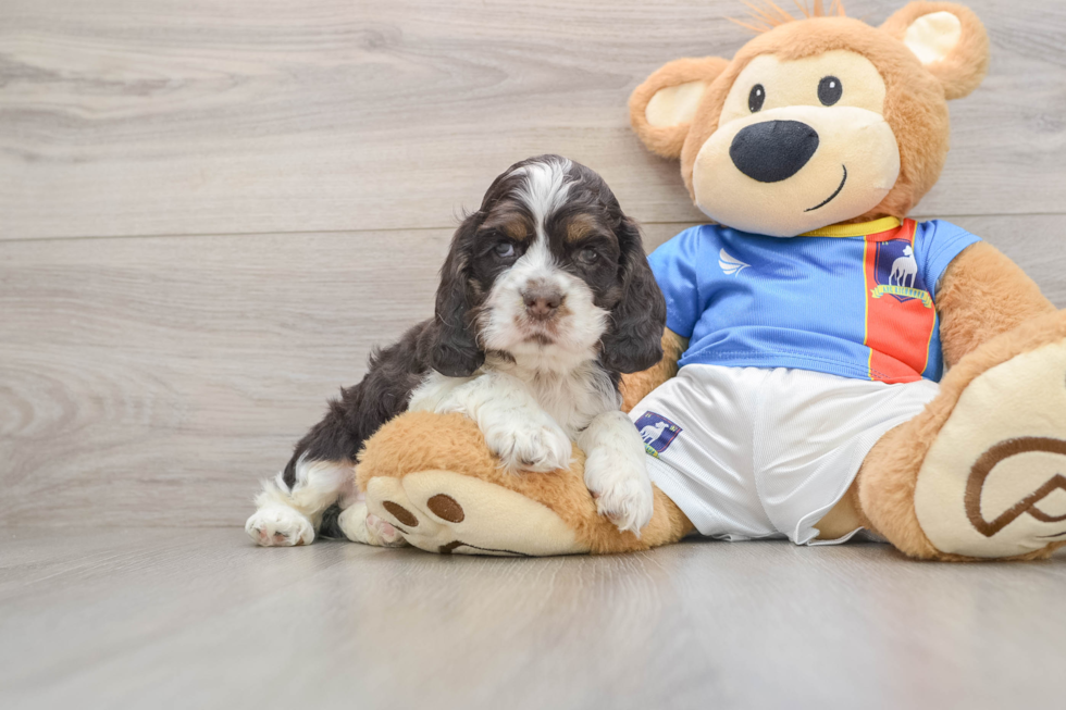 Cocker Spaniel Puppy for Adoption