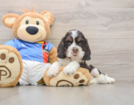 5 week old Cocker Spaniel Puppy For Sale - Simply Southern Pups