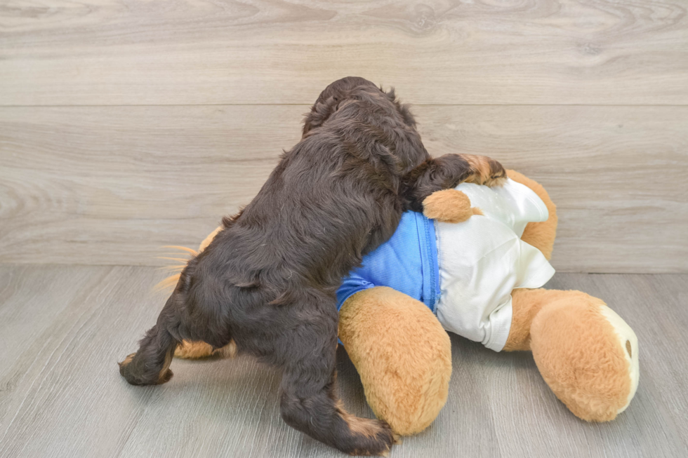 Best Cocker Spaniel Baby