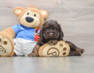 5 week old Cocker Spaniel Puppy For Sale - Simply Southern Pups