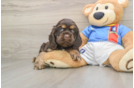 Cocker Spaniel Puppy for Adoption