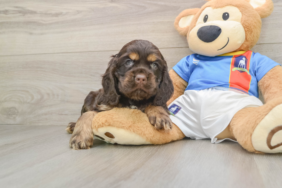 Cocker Spaniel Puppy for Adoption