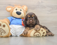 7 week old Cocker Spaniel Puppy For Sale - Simply Southern Pups