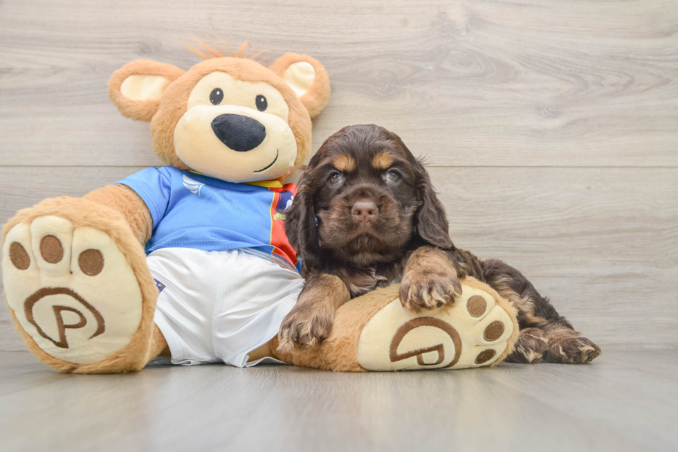Cute Cocker Spaniel Baby