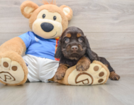 5 week old Cocker Spaniel Puppy For Sale - Simply Southern Pups