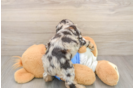 Cocker Spaniel Puppy for Adoption