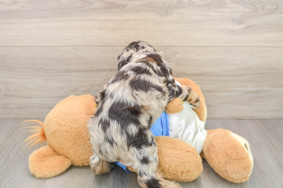 Cocker Spaniel Puppy for Adoption