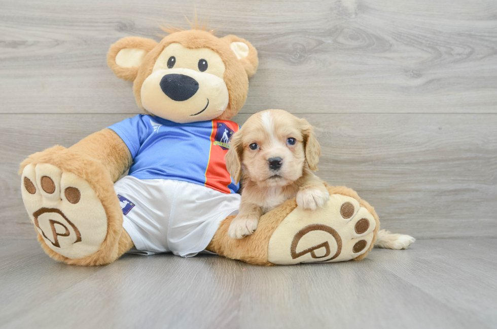 6 week old Cocker Spaniel Puppy For Sale - Simply Southern Pups