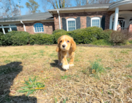 9 week old Cocker Spaniel Puppy For Sale - Simply Southern Pups