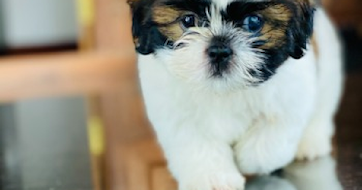 Shih Tzu Puppies for Sale Simply Southern Pups