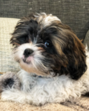 Cute Shih Poo Poodle Mix Pup Cute Shih Poo Poodle Mix Pup