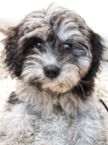 Cute Cavapoo Poodle Mix Pup Cute Cavapoo Poodle Mix Pup