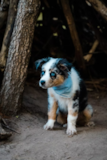 Cute Mini Aussie Pup