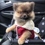 Cute Pomeranian Pup