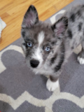 Cute Pomsky Pup