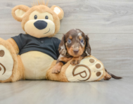 5 week old Dachshund Puppy For Sale - Simply Southern Pups