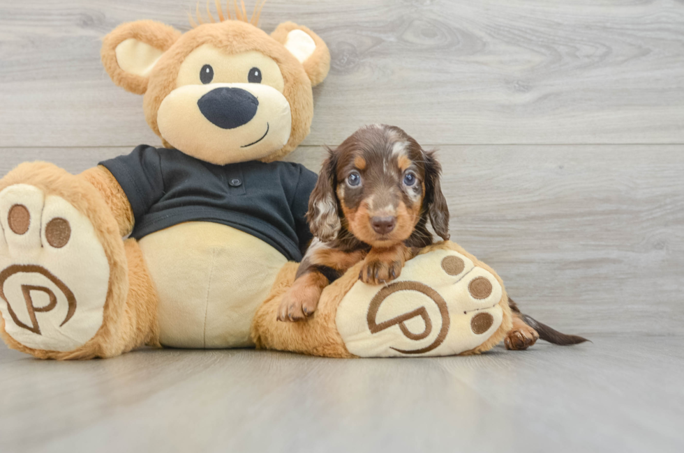 5 week old Dachshund Puppy For Sale - Simply Southern Pups