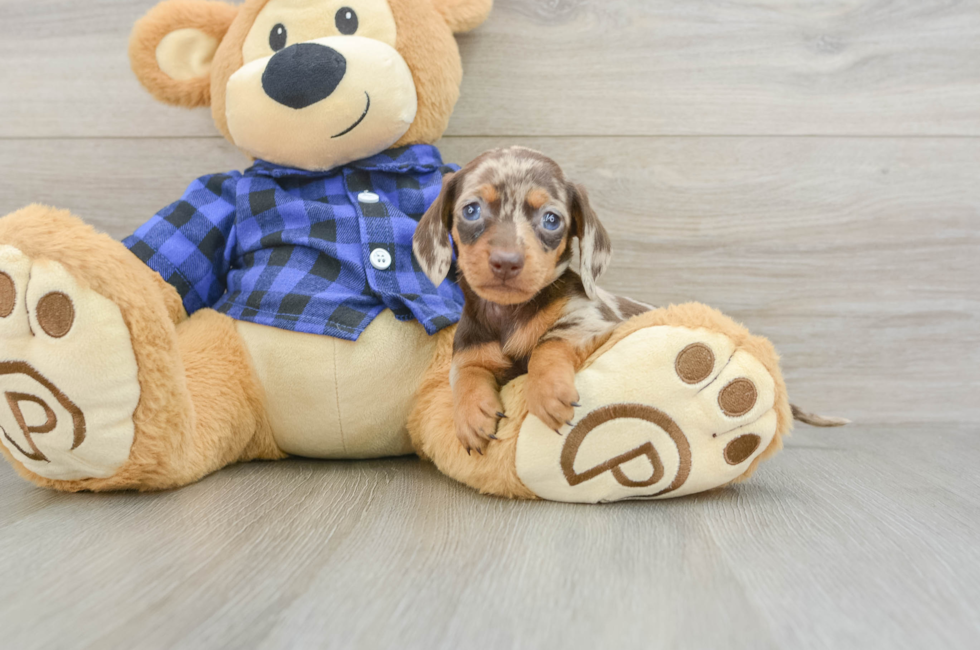 6 week old Dachshund Puppy For Sale - Simply Southern Pups