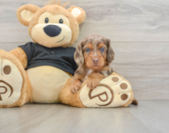 5 week old Dachshund Puppy For Sale - Simply Southern Pups