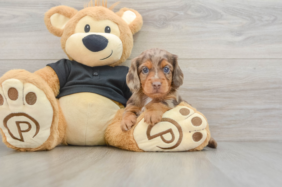 5 week old Dachshund Puppy For Sale - Simply Southern Pups