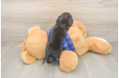 Cute Doxie Purebred Puppy