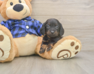 5 week old Dachshund Puppy For Sale - Simply Southern Pups