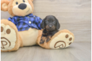 Dachshund Puppy for Adoption