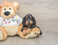 5 week old Dachshund Puppy For Sale - Simply Southern Pups