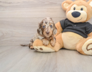 5 week old Dachshund Puppy For Sale - Simply Southern Pups