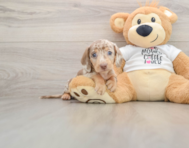 5 week old Dachshund Puppy For Sale - Simply Southern Pups
