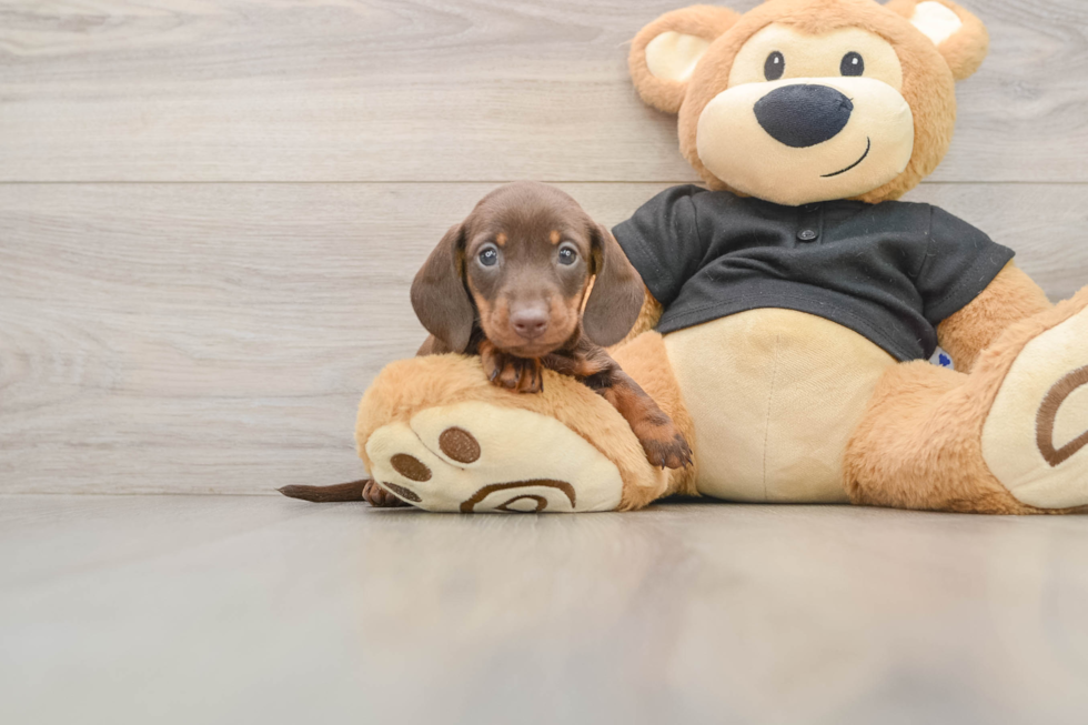 Cute Dachshund Baby