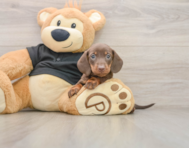 5 week old Dachshund Puppy For Sale - Simply Southern Pups