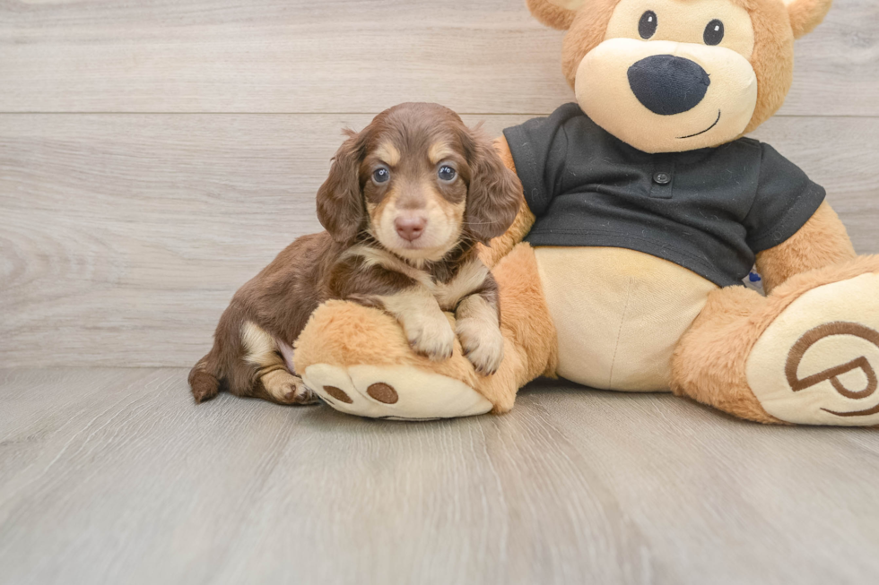 Cute Doxie Purebred Puppy