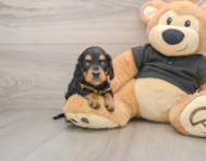 6 week old Dachshund Puppy For Sale - Simply Southern Pups