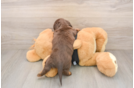 Cute Dachshund Purebred Pup