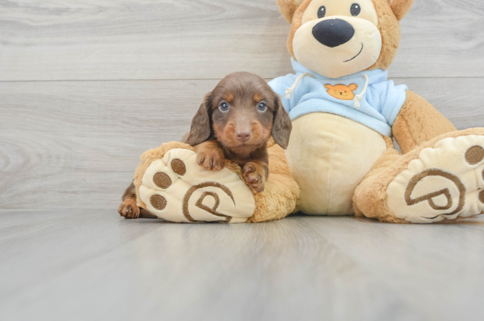 5 week old Dachshund Puppy For Sale - Simply Southern Pups