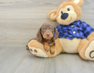 6 week old Dachshund Puppy For Sale - Simply Southern Pups