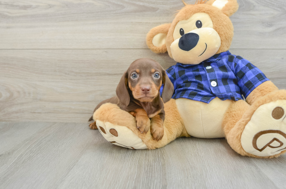 6 week old Dachshund Puppy For Sale - Simply Southern Pups