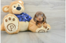 Cute Dachshund Purebred Pup