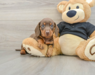 5 week old Dachshund Puppy For Sale - Simply Southern Pups