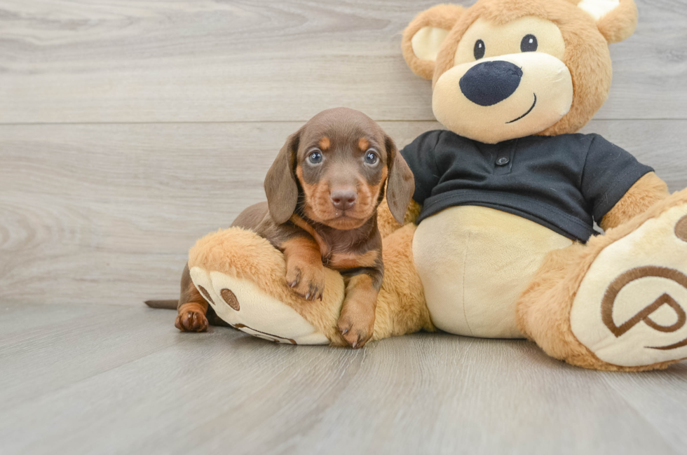 5 week old Dachshund Puppy For Sale - Simply Southern Pups