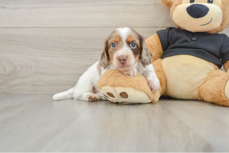 Cute Dachshund Purebred Pup