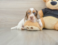 5 week old Dachshund Puppy For Sale - Simply Southern Pups