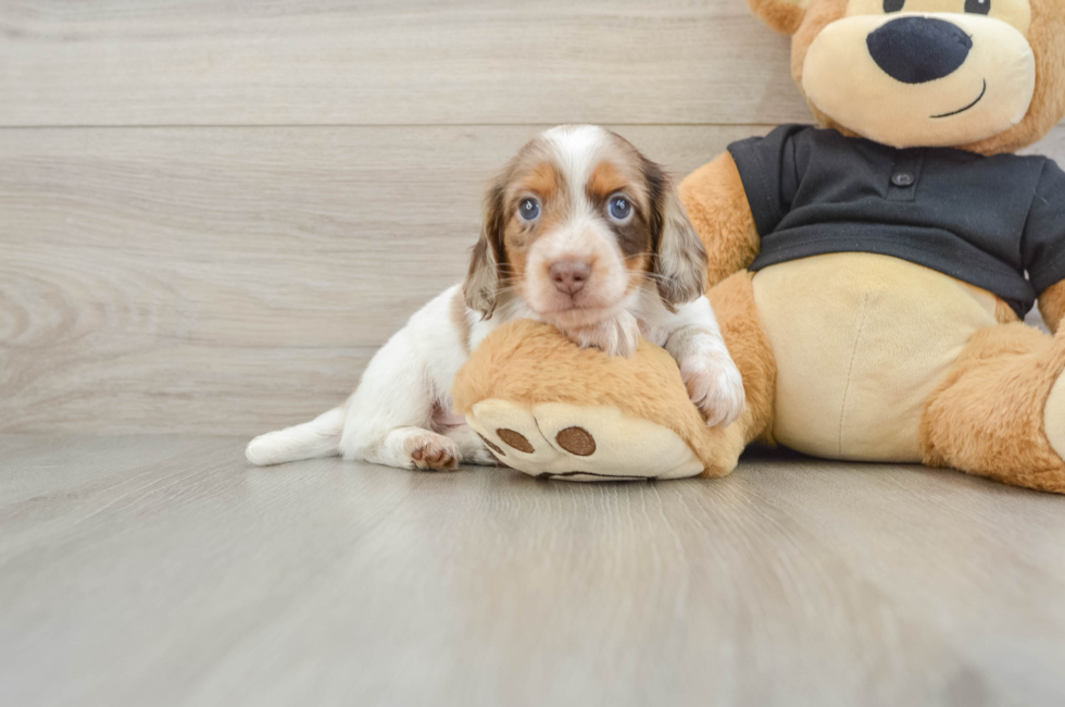 5 week old Dachshund Puppy For Sale - Simply Southern Pups