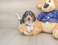 5 week old Dachshund Puppy For Sale - Simply Southern Pups