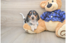 Cute Dachshund Purebred Pup